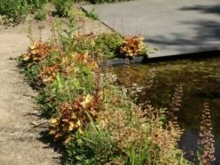 Silberglöckchen 'Marmalade' -Edelrosen Geschaft silbergloeckchen marmalade m058916 w 2 1