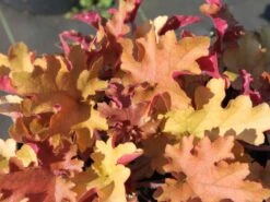 Silberglöckchen 'Marmalade' -Edelrosen Geschaft silbergloeckchen marmalade m058916 w 2