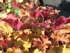 Silberglöckchen 'Marmalade' -Edelrosen Geschaft silbergloeckchen marmalade m058916 w 3 1