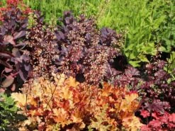 Silberglöckchen 'Marmalade' -Edelrosen Geschaft silbergloeckchen marmalade m058916 w 3