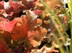 Silberglöckchen 'Marmalade' -Edelrosen Geschaft silbergloeckchen marmalade m058916 w 4 1