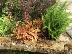 Silberglöckchen 'Marmalade' -Edelrosen Geschaft silbergloeckchen marmalade m058916 w 4