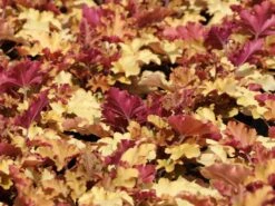 Silberglöckchen 'Marmalade' -Edelrosen Geschaft silbergloeckchen marmalade m058916 w 5