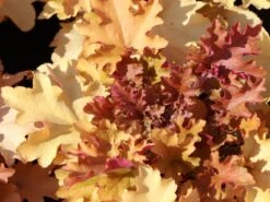 Silberglöckchen 'Marmalade' -Edelrosen Geschaft silbergloeckchen marmalade m058916 w 7