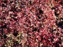 Silberglöckchen 'Melting Fire' 11 Silberglöckchen 'Melting Fire' -Edelrosen Geschaft silbergloeckchen melting fire m058918 w 0