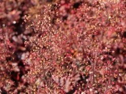 Silberglöckchen 'Melting Fire' 13 Silberglöckchen 'Melting Fire' -Edelrosen Geschaft silbergloeckchen melting fire m058918 w 1