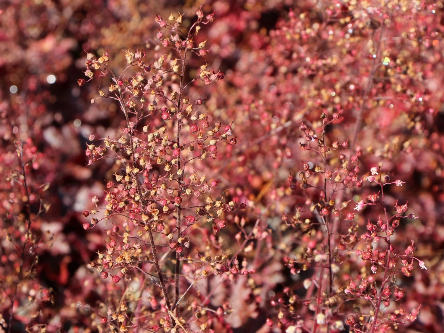 Silberglöckchen 'Melting Fire' 6 Silberglöckchen 'Melting Fire' – Bild 6