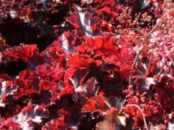 Silberglöckchen 'Melting Fire' 12 Silberglöckchen 'Melting Fire' -Edelrosen Geschaft silbergloeckchen melting fire m058918 w 2