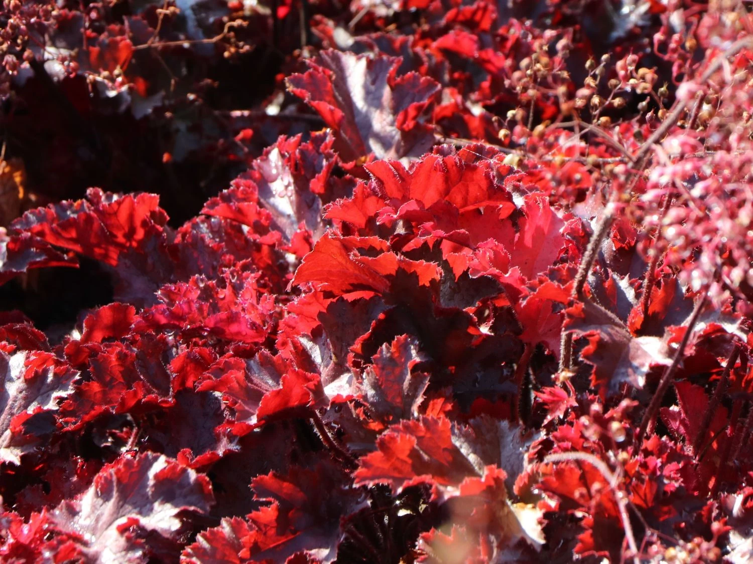 Silberglöckchen 'Melting Fire' 5 Silberglöckchen 'Melting Fire' – Bild 5