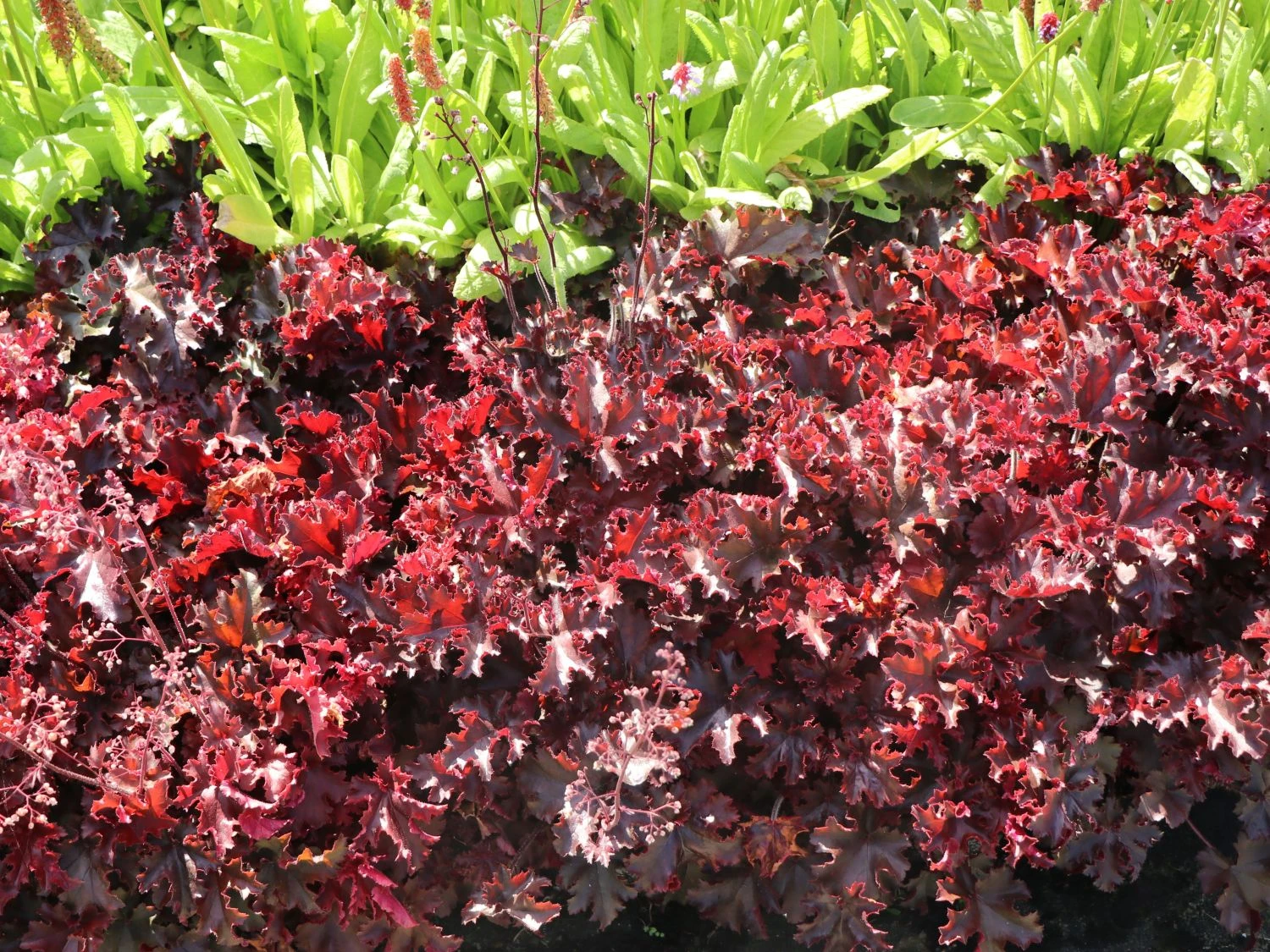 Silberglöckchen 'Melting Fire' 7 Silberglöckchen 'Melting Fire' – Bild 7