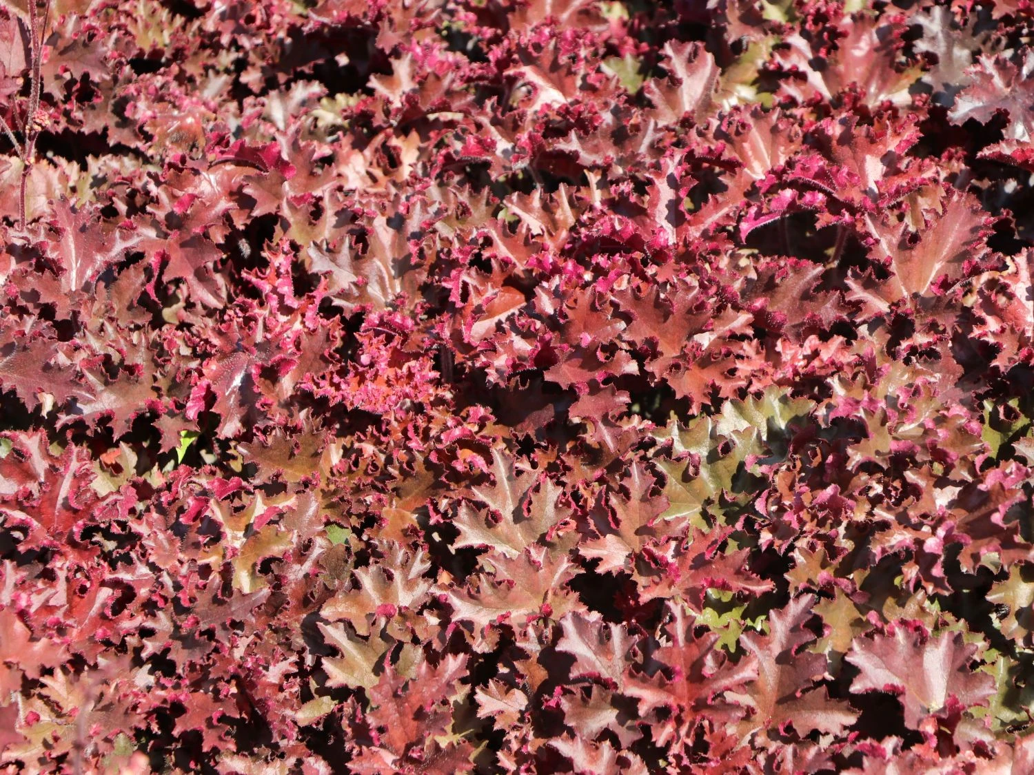 Silberglöckchen 'Melting Fire' 8 Silberglöckchen 'Melting Fire' – Bild 8