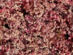 Silberglöckchen 'Melting Fire' 10 Silberglöckchen 'Melting Fire' -Edelrosen Geschaft silbergloeckchen melting fire m058918 w 5