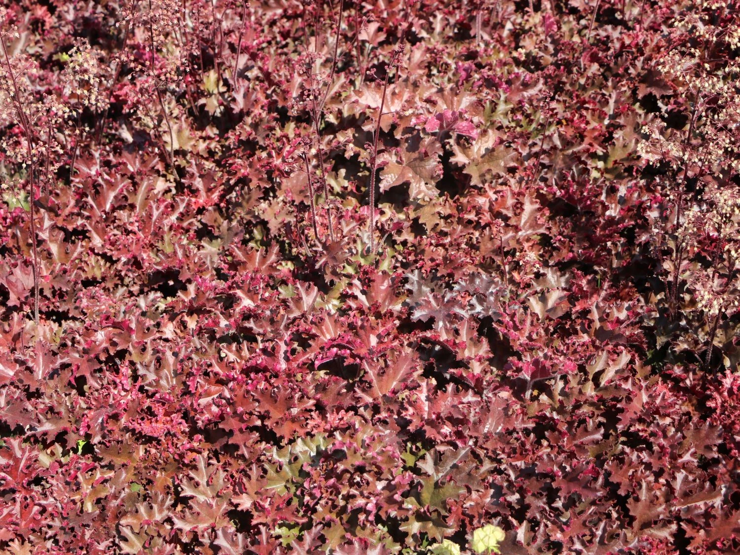 Silberglöckchen 'Melting Fire' 2 Silberglöckchen 'Melting Fire' – Bild 2