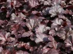 Silberglöckchen 'Plum Pudding' ® 11 Silberglöckchen 'Plum Pudding' ® -Edelrosen Geschaft silbergloeckchen plum pudding m062286 w 0