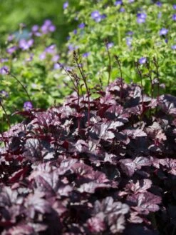 Silberglöckchen 'Plum Pudding' ® 12 Silberglöckchen 'Plum Pudding' ® -Edelrosen Geschaft silbergloeckchen plum pudding m062286 w 1