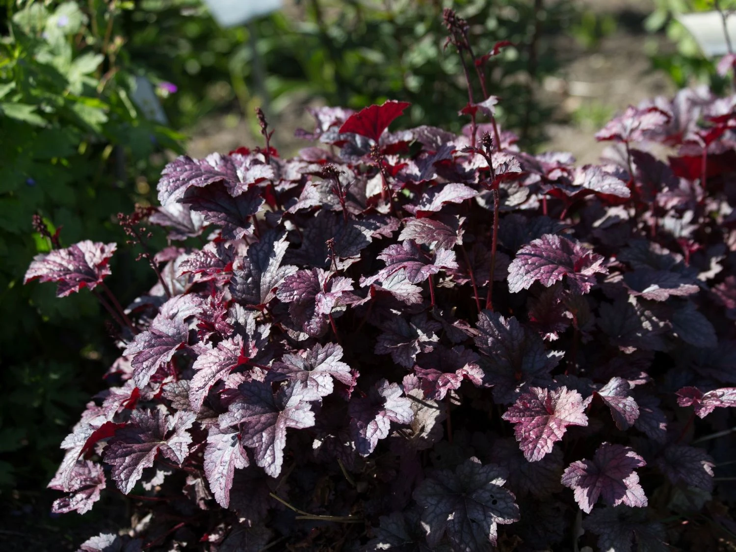 Silberglöckchen 'Plum Pudding' ® 3 Silberglöckchen 'Plum Pudding' ® – Bild 3