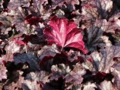 Silberglöckchen 'Plum Pudding' ® 10 Silberglöckchen 'Plum Pudding' ® -Edelrosen Geschaft silbergloeckchen plum pudding m062286 w 3