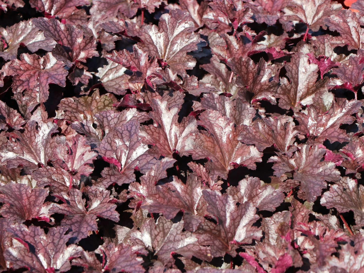 Silberglöckchen 'Plum Pudding' ® 2 Silberglöckchen 'Plum Pudding' ® – Bild 2