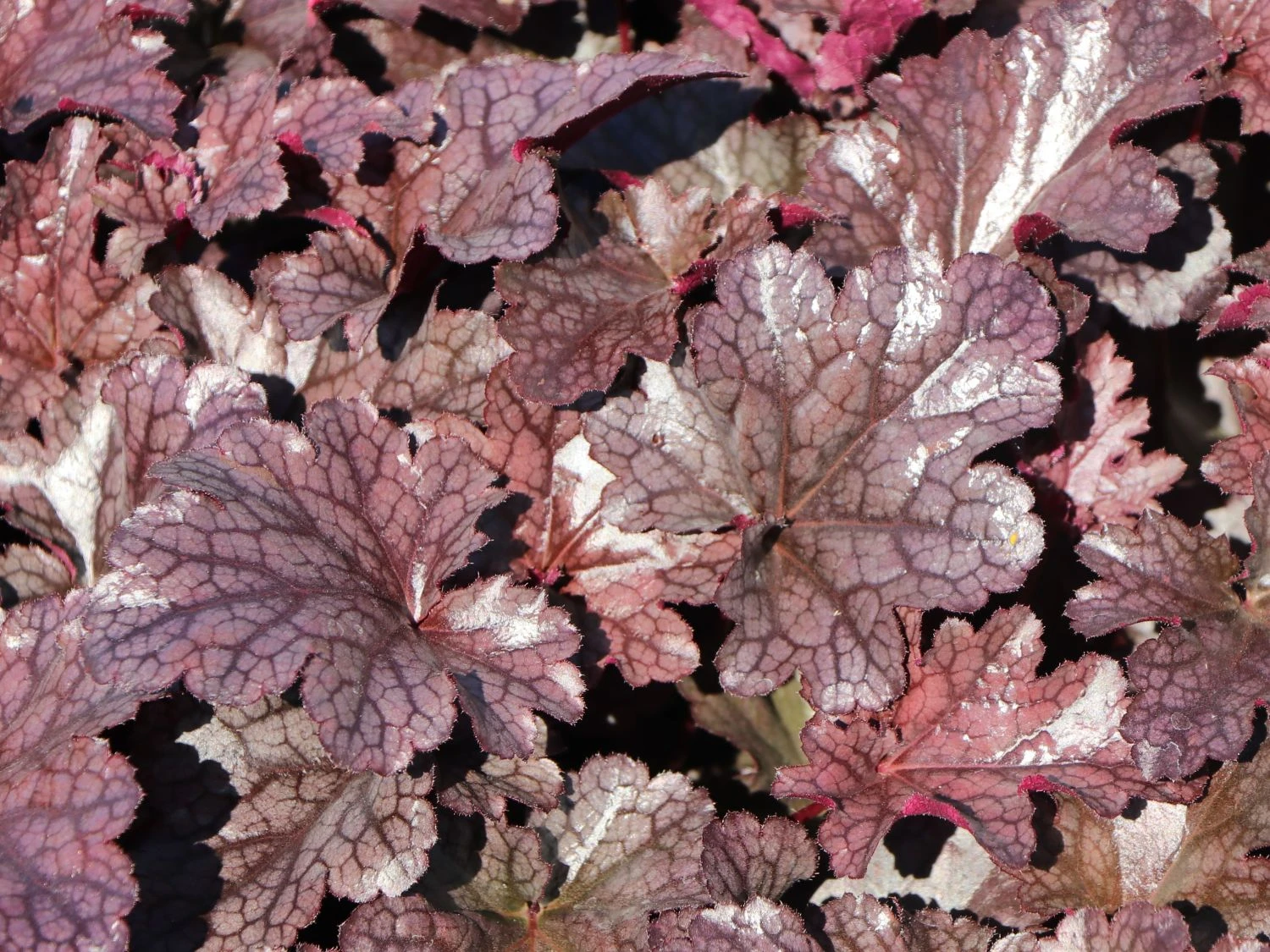 Silberglöckchen 'Plum Pudding' ® 7 Silberglöckchen 'Plum Pudding' ® – Bild 7