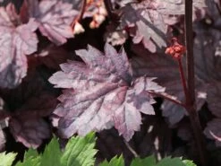 Silberglöckchen 'Shanghai' -Edelrosen Geschaft silbergloeckchen shanghai m062268 w 0