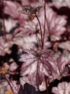 Silberglöckchen 'Shanghai' -Edelrosen Geschaft silbergloeckchen shanghai m062268 w 1