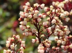 Silberglöckchen 'Shanghai' -Edelrosen Geschaft silbergloeckchen shanghai m062268 w 2