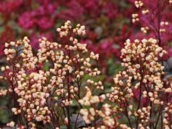 Silberglöckchen 'Shanghai' -Edelrosen Geschaft silbergloeckchen shanghai m062268 w 4