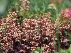 Silberglöckchen 'Shanghai' -Edelrosen Geschaft silbergloeckchen shanghai m062268 w 5