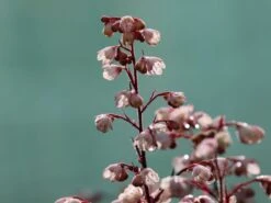 Silberglöckchen 'Shanghai' -Edelrosen Geschaft silbergloeckchen shanghai m062268 w 6