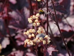 Silberglöckchen 'Shanghai' -Edelrosen Geschaft silbergloeckchen shanghai m062268 w 7