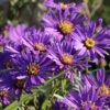 Sommer-Aster 'Butzemann'