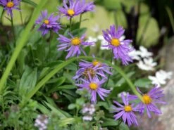 Sommer-Aster 'Butzemann' -Edelrosen Geschaft sommer aster butzemann m057737 w 1