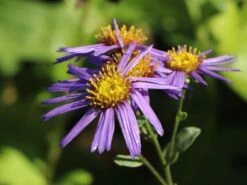 Sommer-Aster 'Butzemann' -Edelrosen Geschaft sommer aster butzemann m057737 w 2