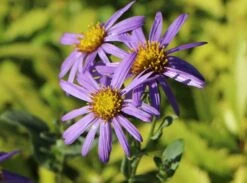 Sommer-Aster 'Butzemann' -Edelrosen Geschaft sommer aster butzemann m057737 w 3
