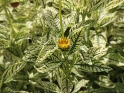 Sonnenauge 'Lorraine Sunshine' -Edelrosen Geschaft sonnenauge lorraine sunshine m058774 w 1