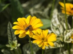 Sonnenauge 'Lorraine Sunshine' -Edelrosen Geschaft sonnenauge lorraine sunshine m058774 w 2