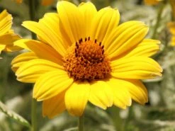 Sonnenauge 'Lorraine Sunshine' -Edelrosen Geschaft sonnenauge lorraine sunshine m058774 w 3