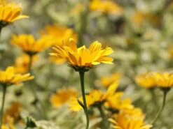 Sonnenauge 'Lorraine Sunshine' -Edelrosen Geschaft sonnenauge lorraine sunshine m058774 w 5