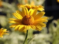 Sonnenauge 'Lorraine Sunshine' -Edelrosen Geschaft sonnenauge lorraine sunshine m058774 w 8