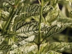 Sonnenauge 'Lorraine Sunshine' -Edelrosen Geschaft sonnenauge lorraine sunshine m058774 w 9