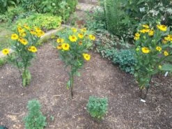 Sonnenbraut 'El Dorado' 27 Sonnenbraut 'El Dorado' -Edelrosen Geschaft sonnenbraut el dorado m081858 1000523 0