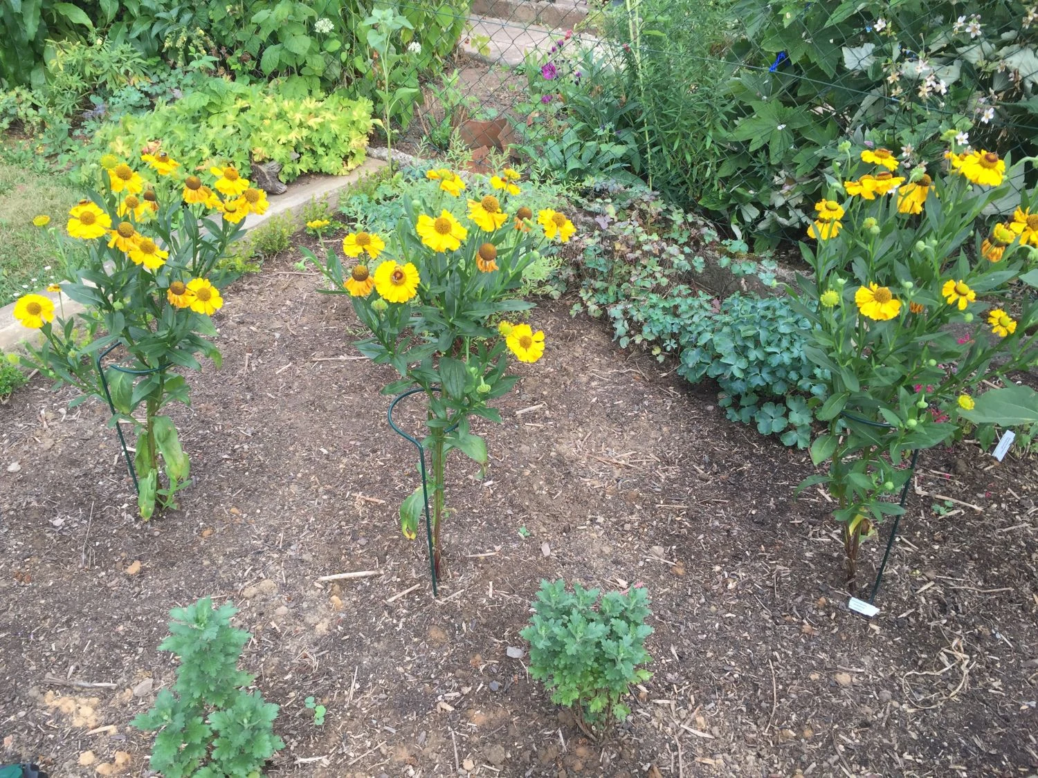 Sonnenbraut 'El Dorado' 14 Sonnenbraut 'El Dorado' – Bild 14