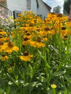 Sonnenbraut 'El Dorado' 26 Sonnenbraut 'El Dorado' -Edelrosen Geschaft sonnenbraut el dorado m081858 1000523 1