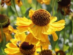 Sonnenbraut 'El Dorado' 20 Sonnenbraut 'El Dorado' -Edelrosen Geschaft sonnenbraut el dorado m081858 w 5