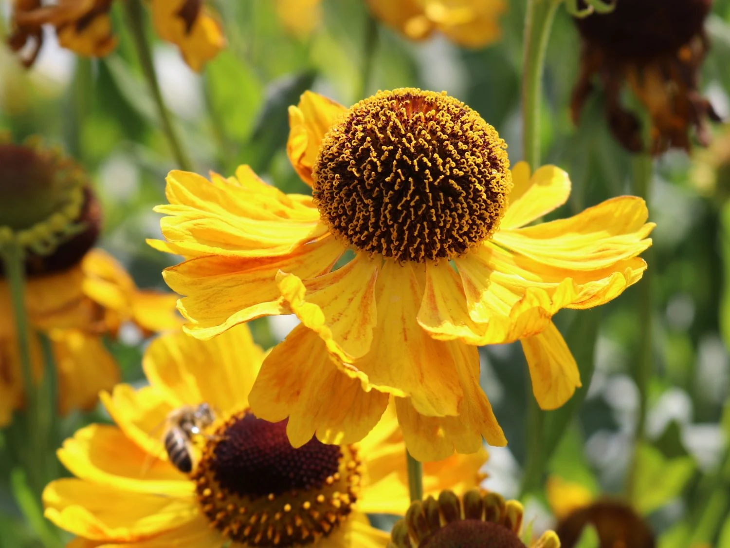 Sonnenbraut 'El Dorado' 7 Sonnenbraut 'El Dorado' – Bild 7