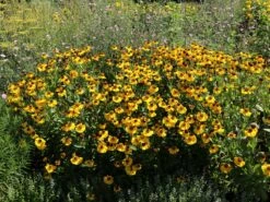 Sonnenbraut 'El Dorado' 17 Sonnenbraut 'El Dorado' -Edelrosen Geschaft sonnenbraut el dorado m081858 w 8