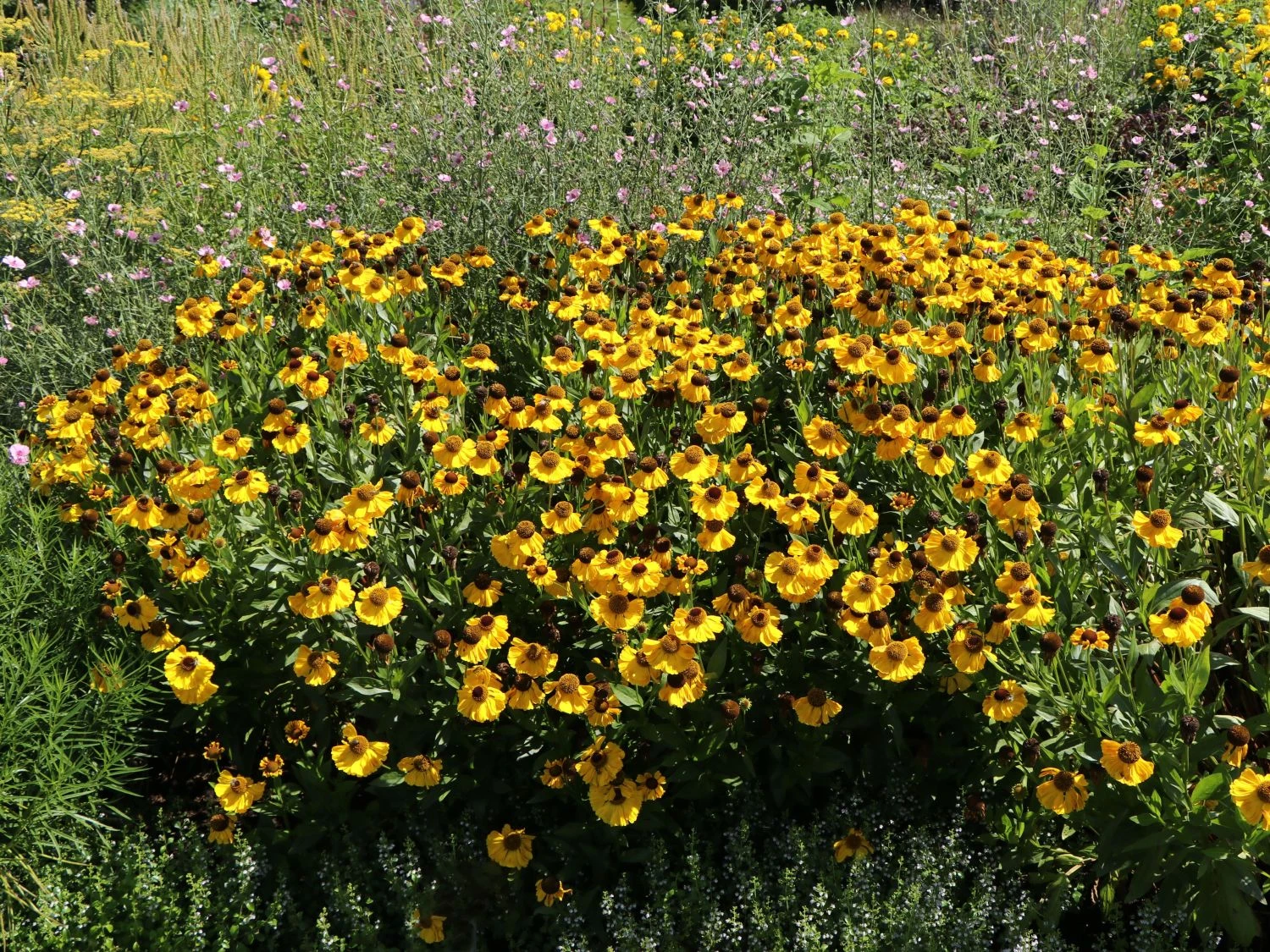 Sonnenbraut 'El Dorado' 4 Sonnenbraut 'El Dorado' – Bild 4