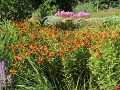 Sonnenbraut 'Flammenrad' -Edelrosen Geschaft sonnenbraut flammenrad m058704 w 0