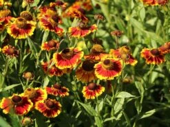 Sonnenbraut 'Flammenrad' -Edelrosen Geschaft sonnenbraut flammenrad m058704 w 1