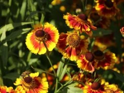 Sonnenbraut 'Flammenrad' -Edelrosen Geschaft sonnenbraut flammenrad m058704 w 3